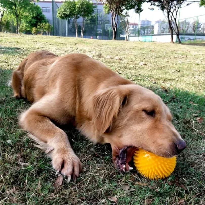 Brinquedos para cães de estimação, gato, filhote de cachorro, brinquedo com som, tpr, rebarba macia, limpeza de dentes, bola elástica, treinamento ao ar livre, brinquedo interativo de mastigar, suprim