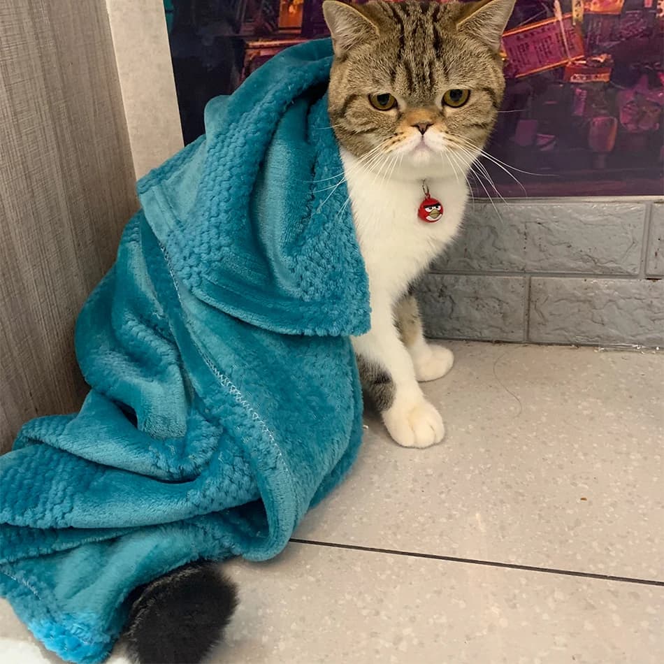 Cobertor para animais de estimação flanela lance para cão gatinho cobertores inverno macio fofo premium filhote de cachorro gato toalha velo capa de dormir almofada tapete