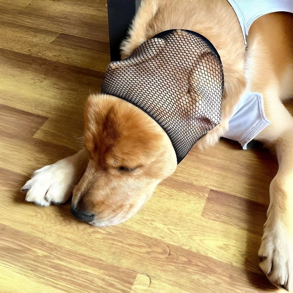 Verão orelhas de cachorro desodorante Lop-ear orelhas de cachorro respirável ferramenta útil Universal limpeza de ouvido