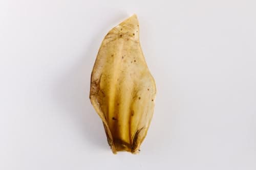 Petisco Natural Orelha Bovina Mastigável para cães