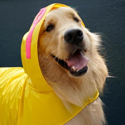 Capa de Chuva Pet para Cachorro - Amarela - Nylon Emborrachado - Impermeável - com Detalhes Rosa Neon (G)